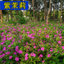 混色紫茉莉花种子 粉胭脂地雷花种子 阳台盆栽四季易种 开花不断