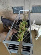 喂羊的槽子工具采食食槽料槽干湿双面加厚养殖可拆卸吃草圈养长条