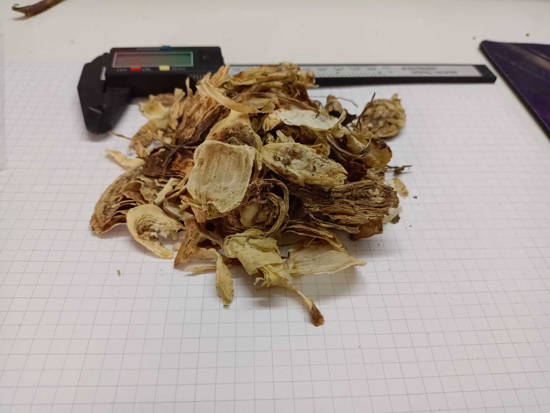 石蒜shisuan产地四川广元7月产新32元每公斤包邮老鸭蒜 独蒜鬼蒜