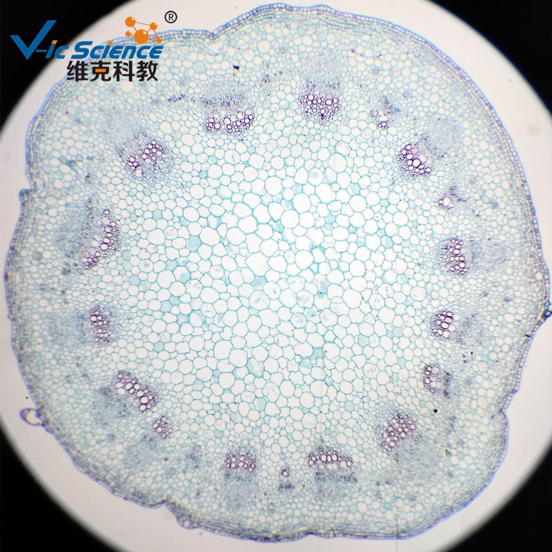 双子叶植物茎横切图图片