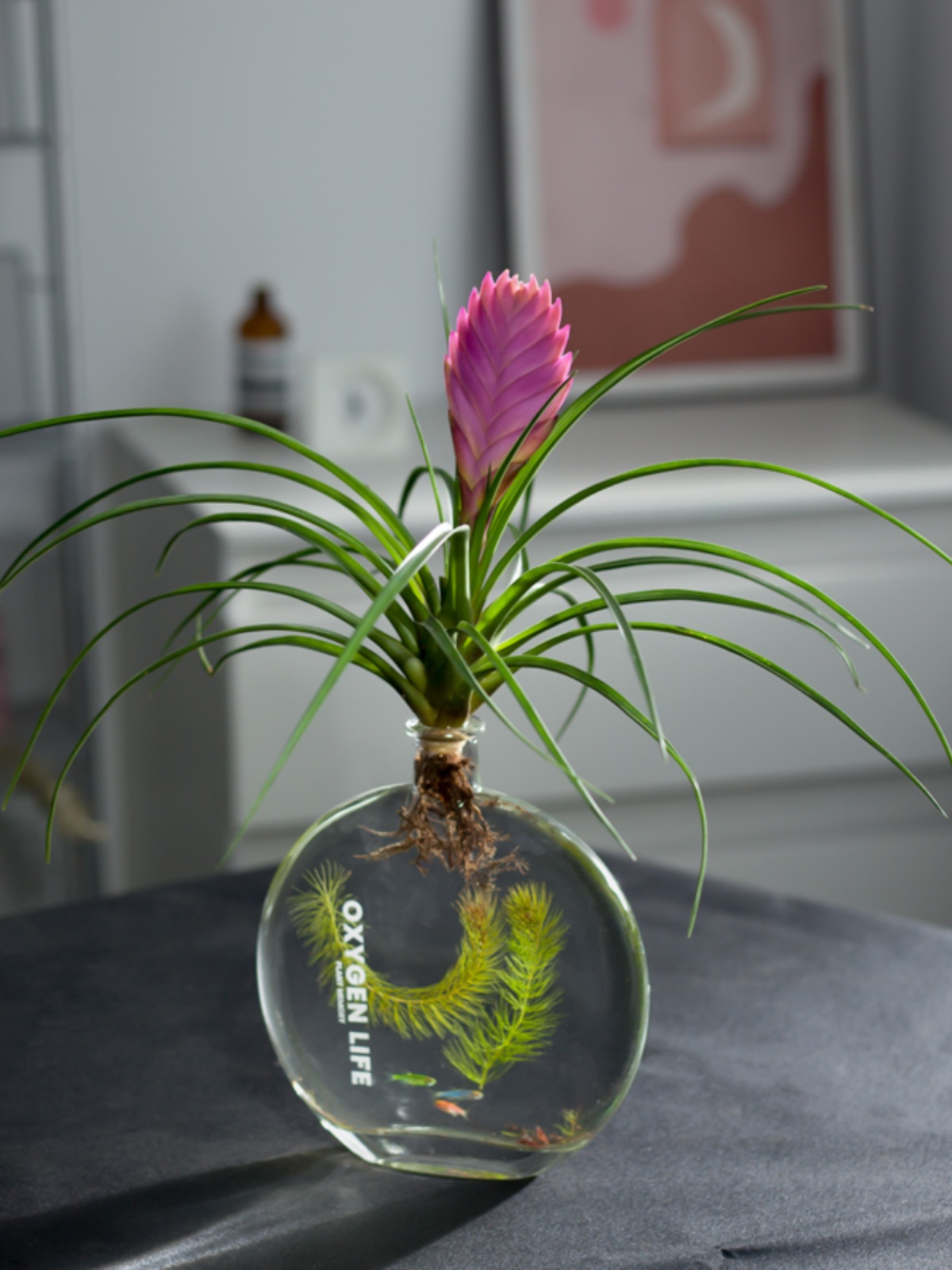 花鱼共养水培植物文竹盆栽生态瓶室内桌面微景观绿植办公室好养小