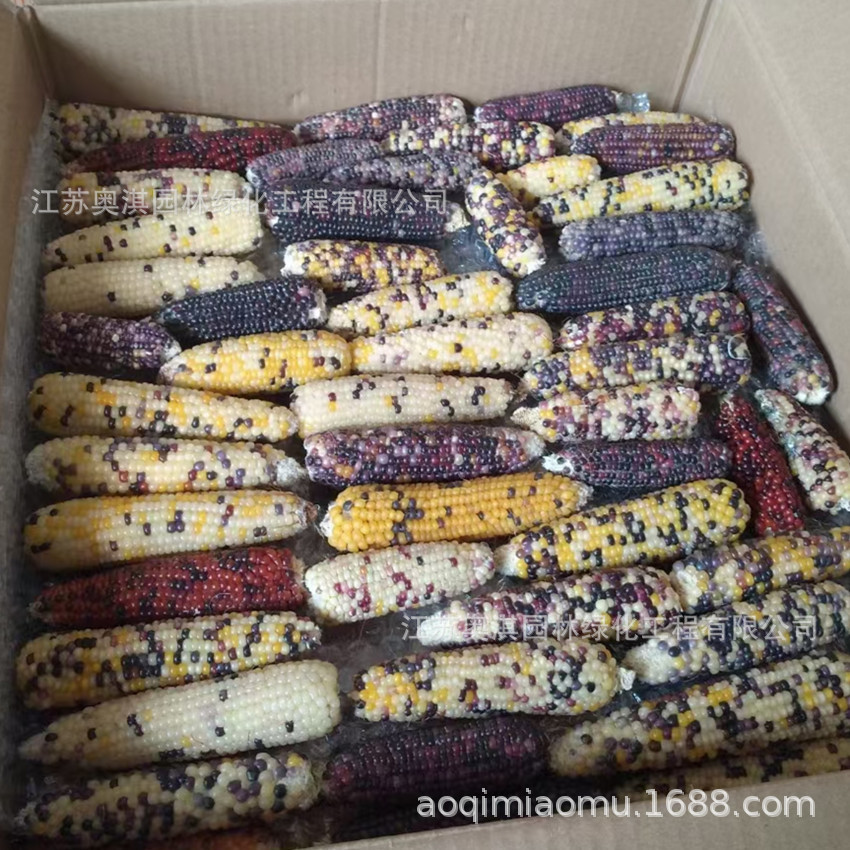 彩色玉米种子 甜彩虹玉米种 子 甜粘糯七彩玉米种子 货到付款
