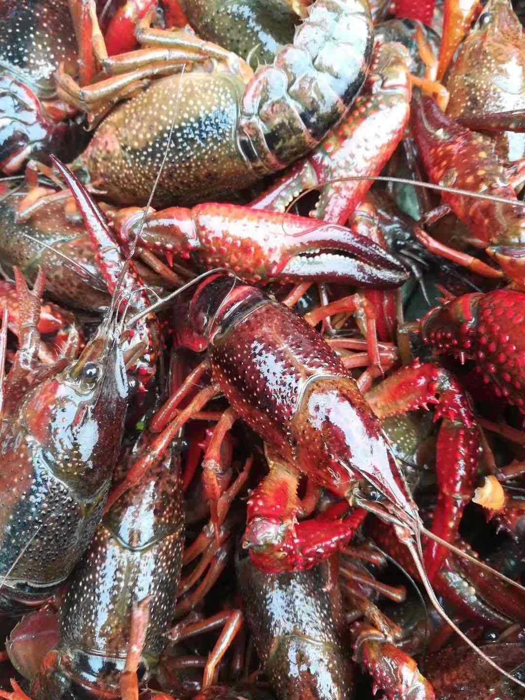 鲜活小龙虾养殖活体龙虾淡水龙虾青虾红虾炮头两虾