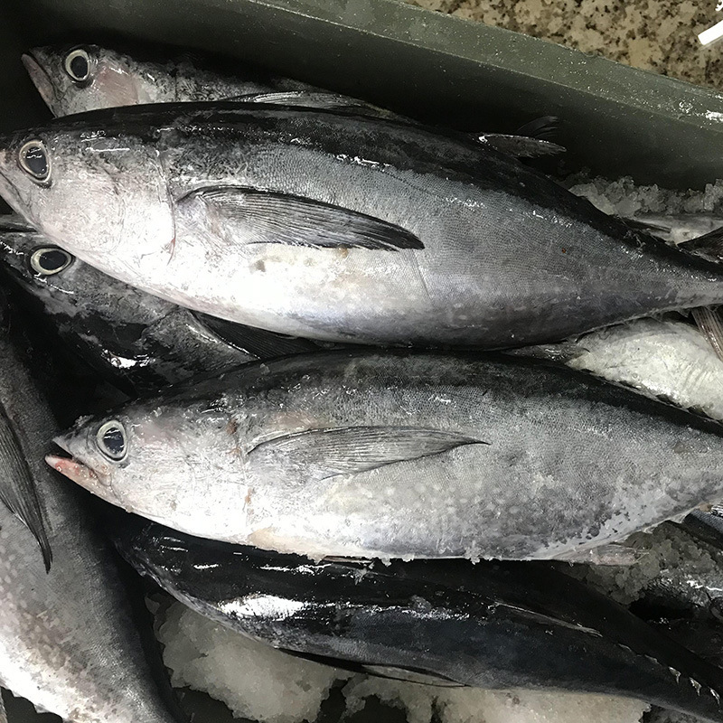 创发水产灯光围网黑鳍金枪鱼冷冻鲭科鱼深海水产冻品产地供应速冻