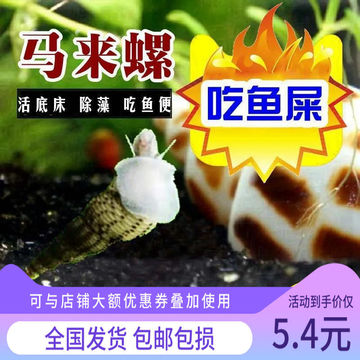 马来螺观赏螺集锦斑马螺苹果螺黄金螺除藻螺鱼缸吃鱼屎淡水繁殖螺