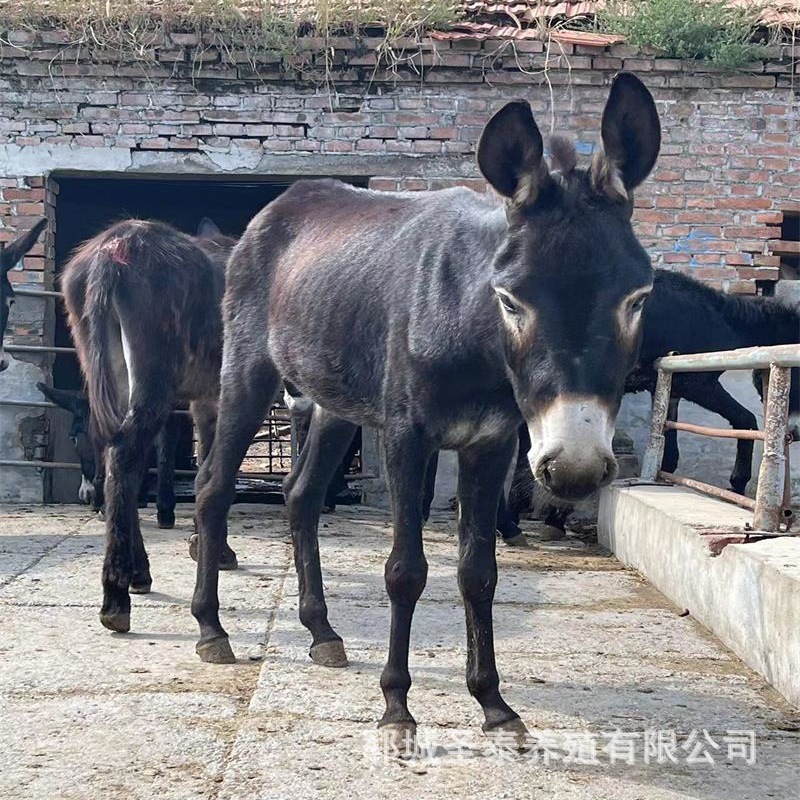 肉驴活体德州驴行情德州驴苗多少钱一头德州驴活驴养殖利润-阿里巴巴