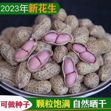 生花生带壳晒干新鲜23年带皮生花生米5斤原味炒熟小粒花生100g3斤