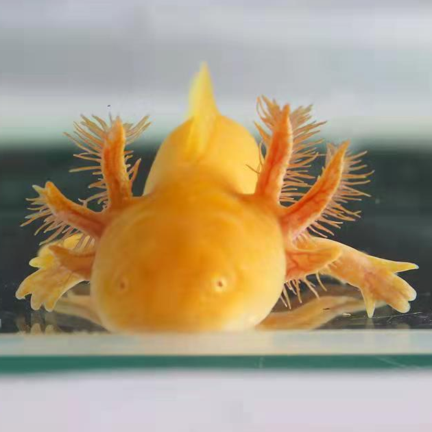 六角恐龙鱼冷水淡水鱼观赏鱼金鱼宠物小鱼苗锦鲤鱼水族爬行冷水鱼