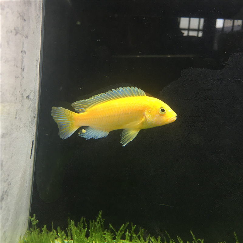 三湖慈鲷马鲷活体 黑线王非洲王子热带鱼活体小型淡水观赏鲷科鱼1