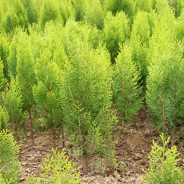 洒金柏苗批发工程绿化苗木庭院绿篱洒金柏球 色块灌丛洒金柏小苗