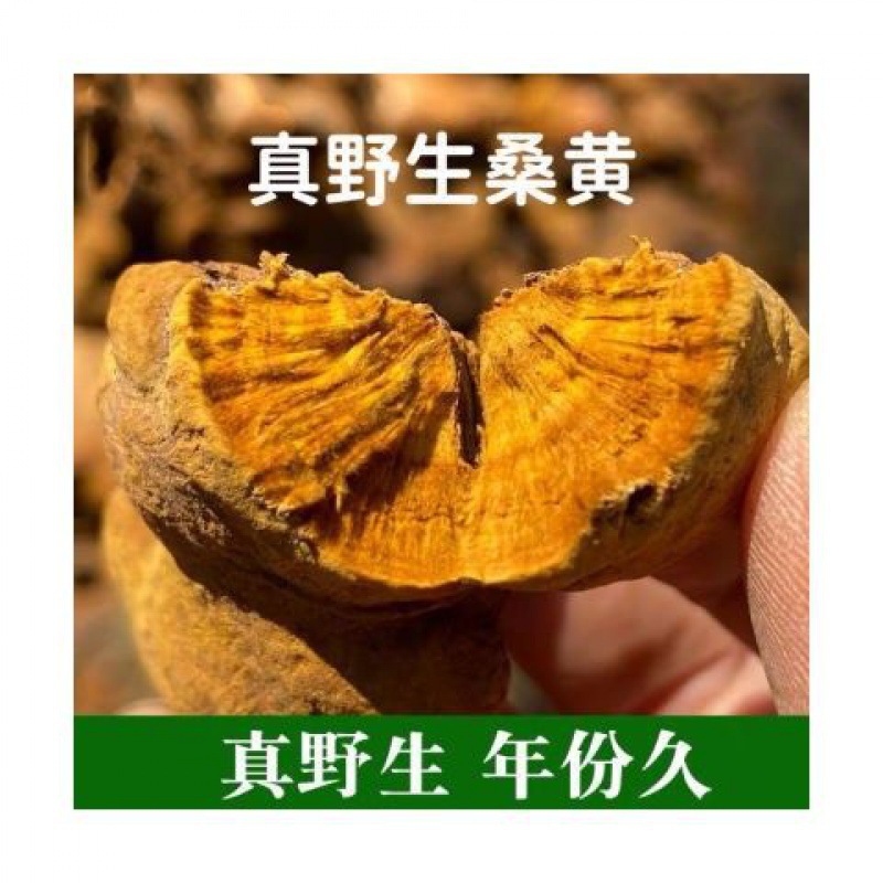 桑黄桑树桑黄灵芝正宗中野生整朵金边桑黄养生-阿里巴巴