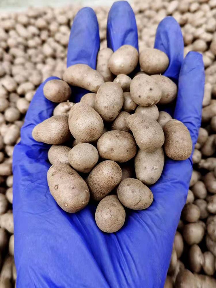 山豆新鲜铁棍山药豆斤当季现摘农家铁杆小山药现摘