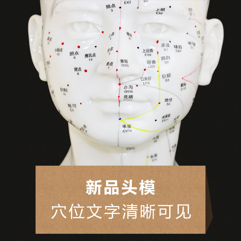 高清头部针灸穴位模型刻字头模带穴位全脸面部假头腧穴人体按摩