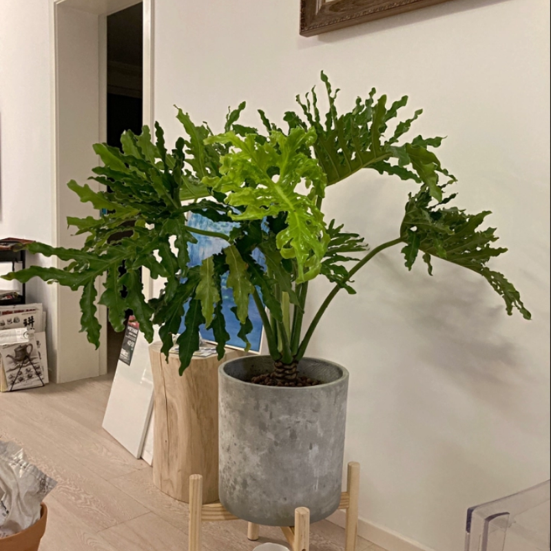 大盆龙鳞春羽一米多高室内阳台观叶植物净化空气水培花卉耐寒绿植