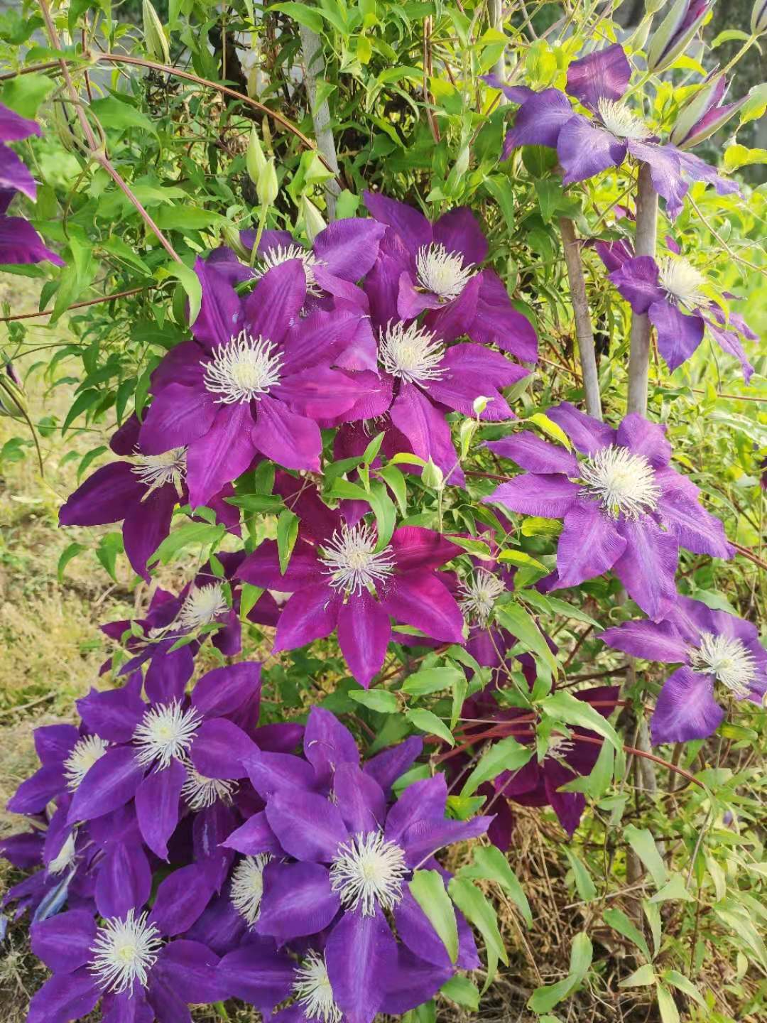 美景无边铁线莲