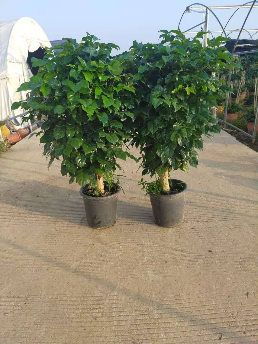 专买幸福树老桩美观区高50到90净空气二手烟对手今天下单今天发