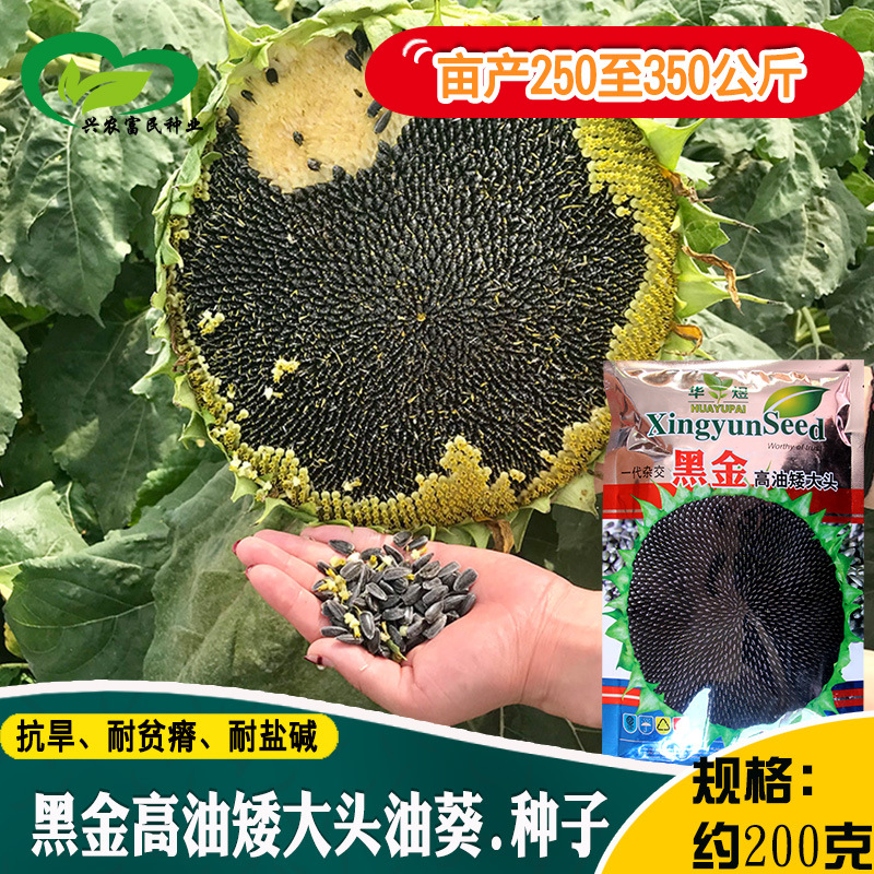黑金高油矮大头油葵种子 农田基地栽培大盘杆粗油葵向日葵籽