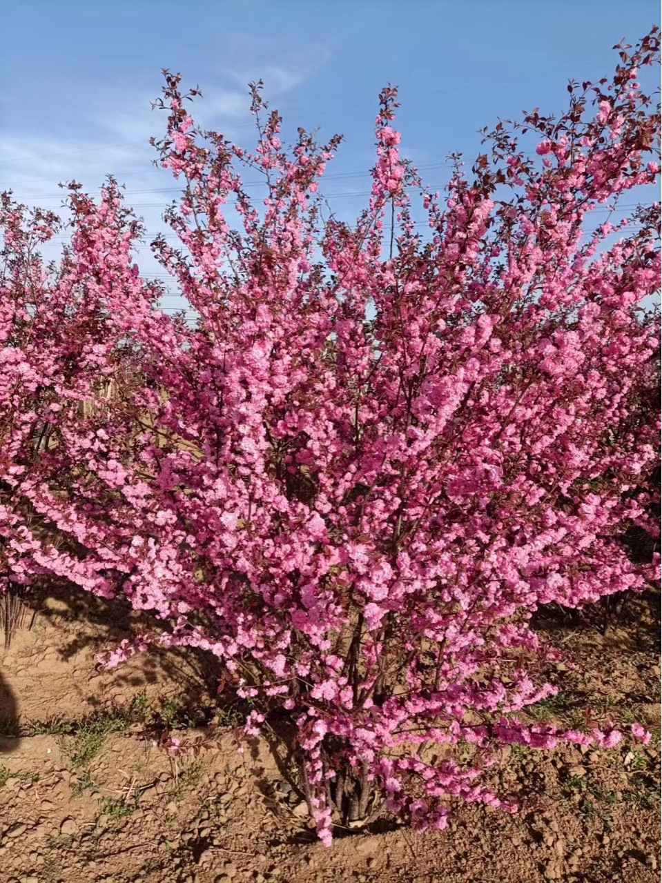 丛生重瓣榆叶梅小苗 红叶榆叶梅 小桃红树球 产地批发