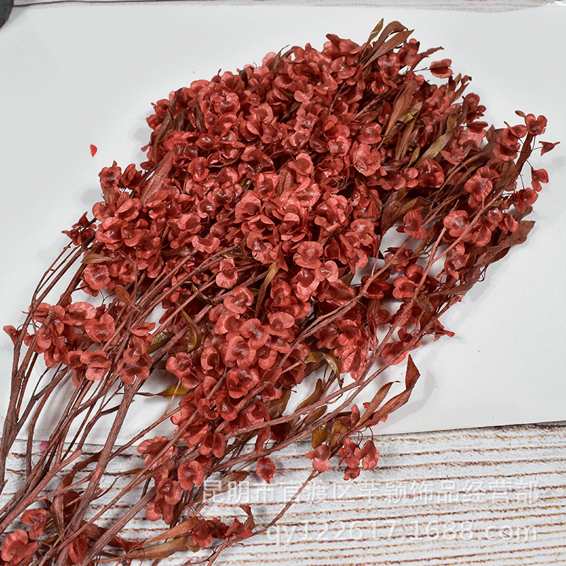 云南斗南花市厂家漂白粉嫩色系蝴蝶花迎客豆年宵花干花永生花