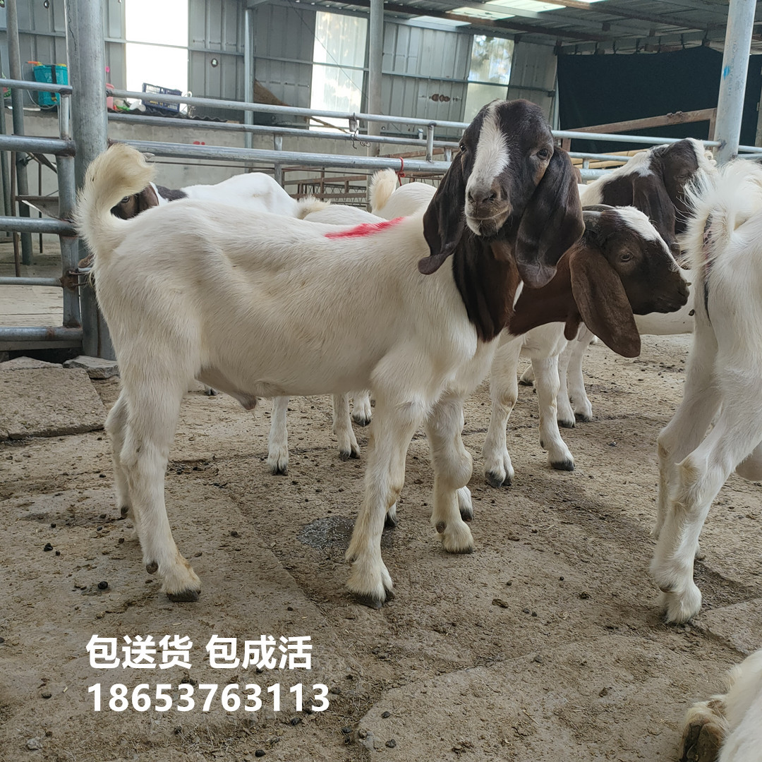 24小时咨询热线:18653763113我们的价格只是定金,具体的可来电咨询