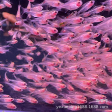 红肚玻璃鱼活体红肚皮鱼小型灯科鱼透明草缸群游鱼热带观赏鱼批发