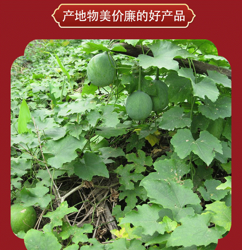 地道中药材天花粉 可开票瓜蒌根 新货河北花粉片 代客打粉栝楼根