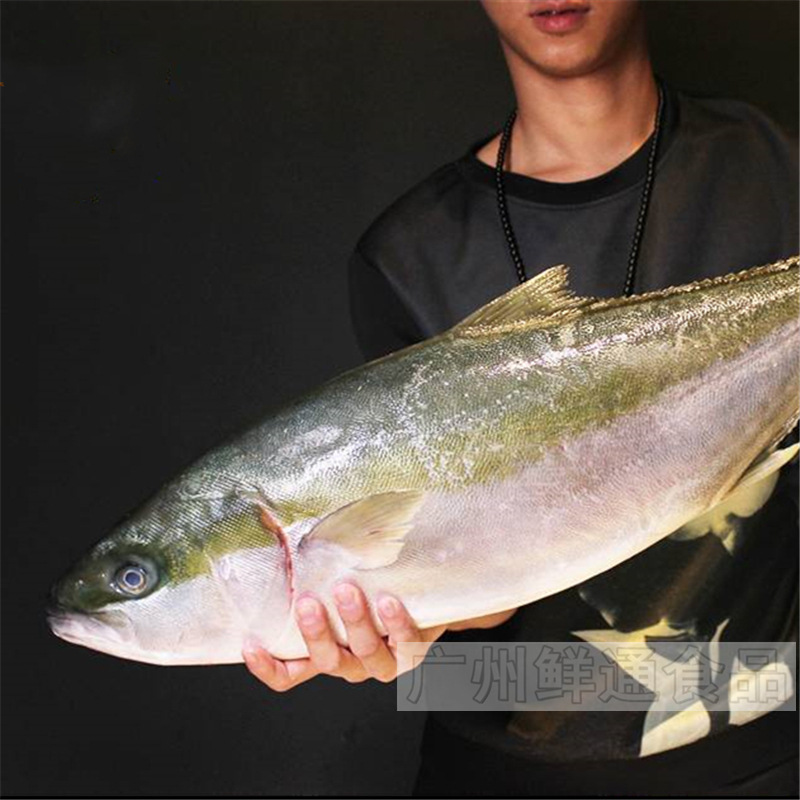 【澳洲黄尾鰤】整条10斤起售 按斤计 冰鲜油甘鱼刺身日料日餐寿司
