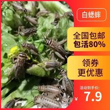 蛐蛐蟋蟀饲料活物活虫守宫角蛙红龙鸟蟋蟀油葫芦跨境专供代发