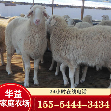 小尾寒羊种羊 育肥羊 小羊羔 小尾寒羊种苗 波尔山羊养殖场