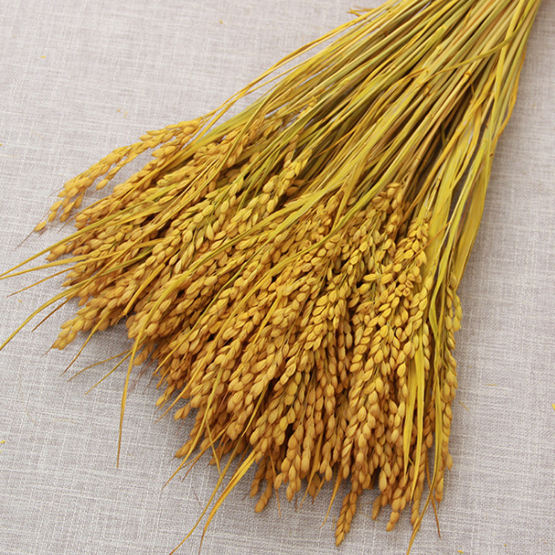 天然稻穗 干花批发拍摄道具稻穗干花 装饰麦穗干花花束 干稻穗