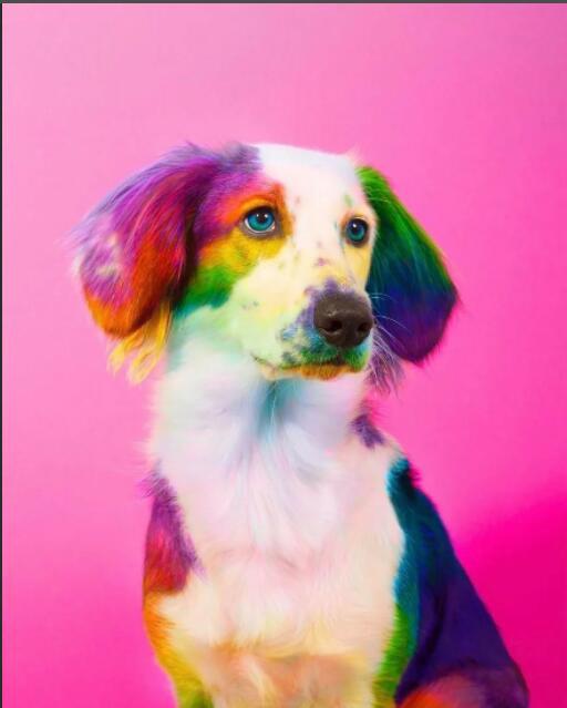 外贸新款5d钻石画diy纹身彩色狗客厅装饰画30*40贴钻石绣厂家批发