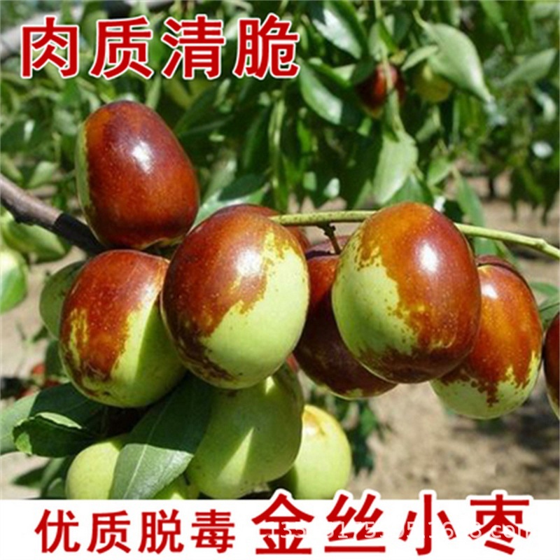 无核金丝小枣树苗嫁接甜枣树活苗北南方庭院种植盆栽地栽当年结果