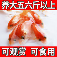 大品种兴国红鲤鱼苗荷包红鲤鱼可食用淡水养殖鱼苗活体批发包活