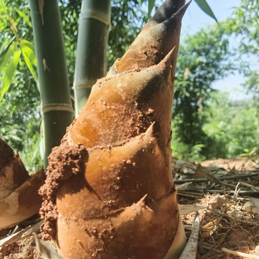 云南新鲜甜笋普洱甜笋甜龙竹笋刺身火锅农户采摘鲜货批发一键代发