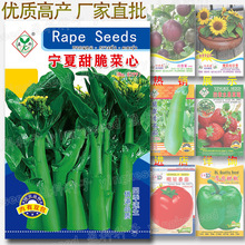 宁夏甜脆菜心种子 约5000粒四季速生菜苔籽 供港品质蔬菜种子批发