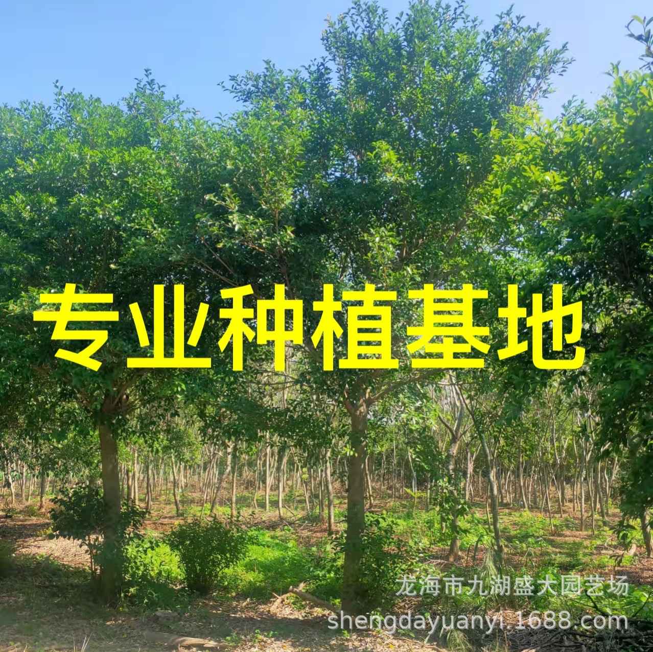 福建红皮榕批发 全冠红皮榕价格 半冠红皮榕基地 江西红皮榕供应