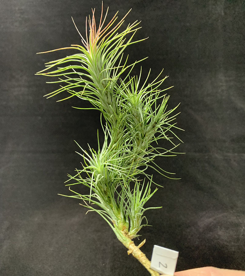 空气凤梨植物 狐狸尾巴群生 一物一拍 带超过侧芽 绿植盆栽花草
