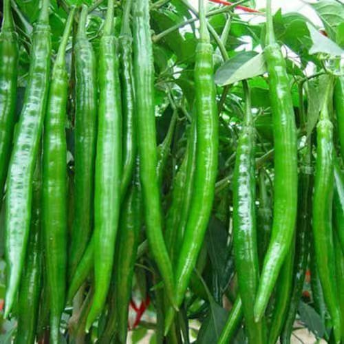 【新鲜现摘】新鲜青美人椒长线椒二荆条中辣特辣青椒批发