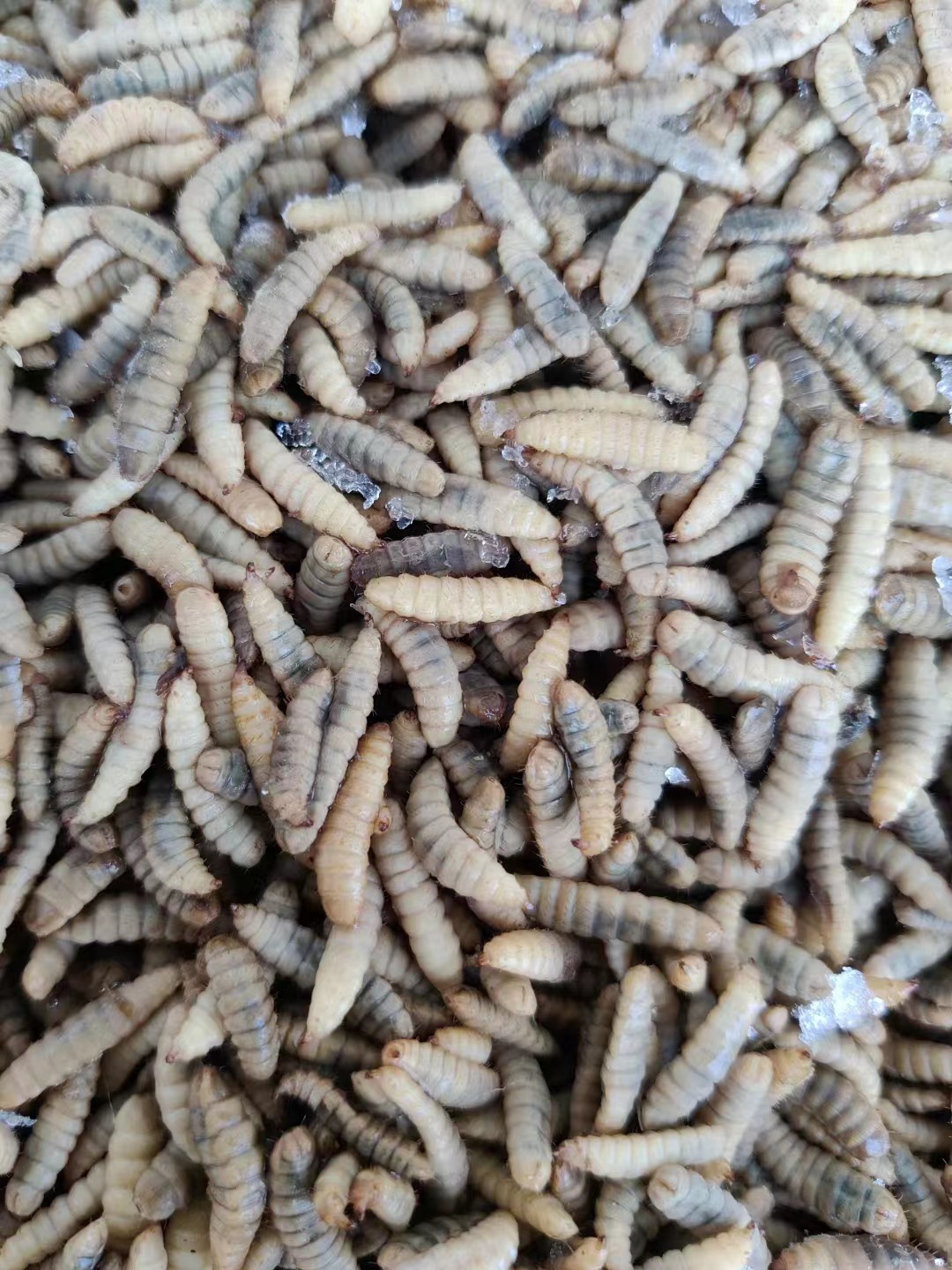 黑水虻鲜虫,冻虫长年大量供应.大白刁,叉尾回,黄颡鱼饲料.-阿里巴巴