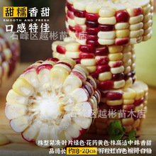 国审彩糯玉米种子粤彩糯2号甜糯玉米种子黏玉米种籽大全彩甜糯