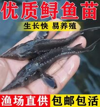 鲟龙鱼苗淡水养殖食用中华观赏鱼活体尖嘴鲟大型冷水鱼鲜活鲟鱼苗