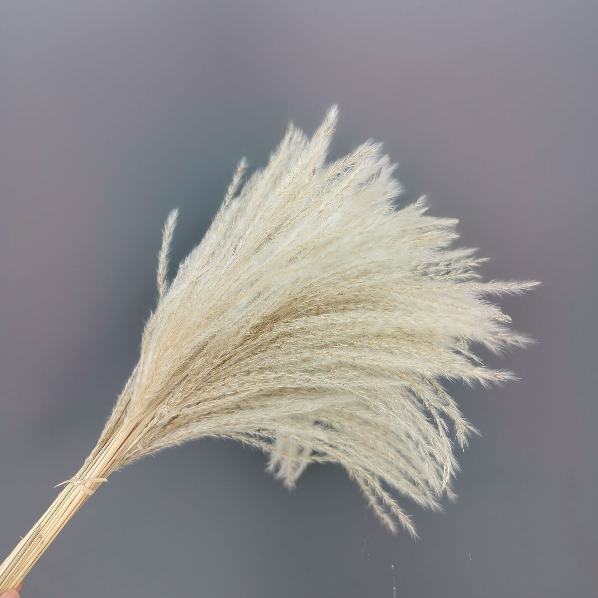 基地供应拂尘蒲苇大芦苇兔尾草干花花束真花插花厂家批发装饰道具