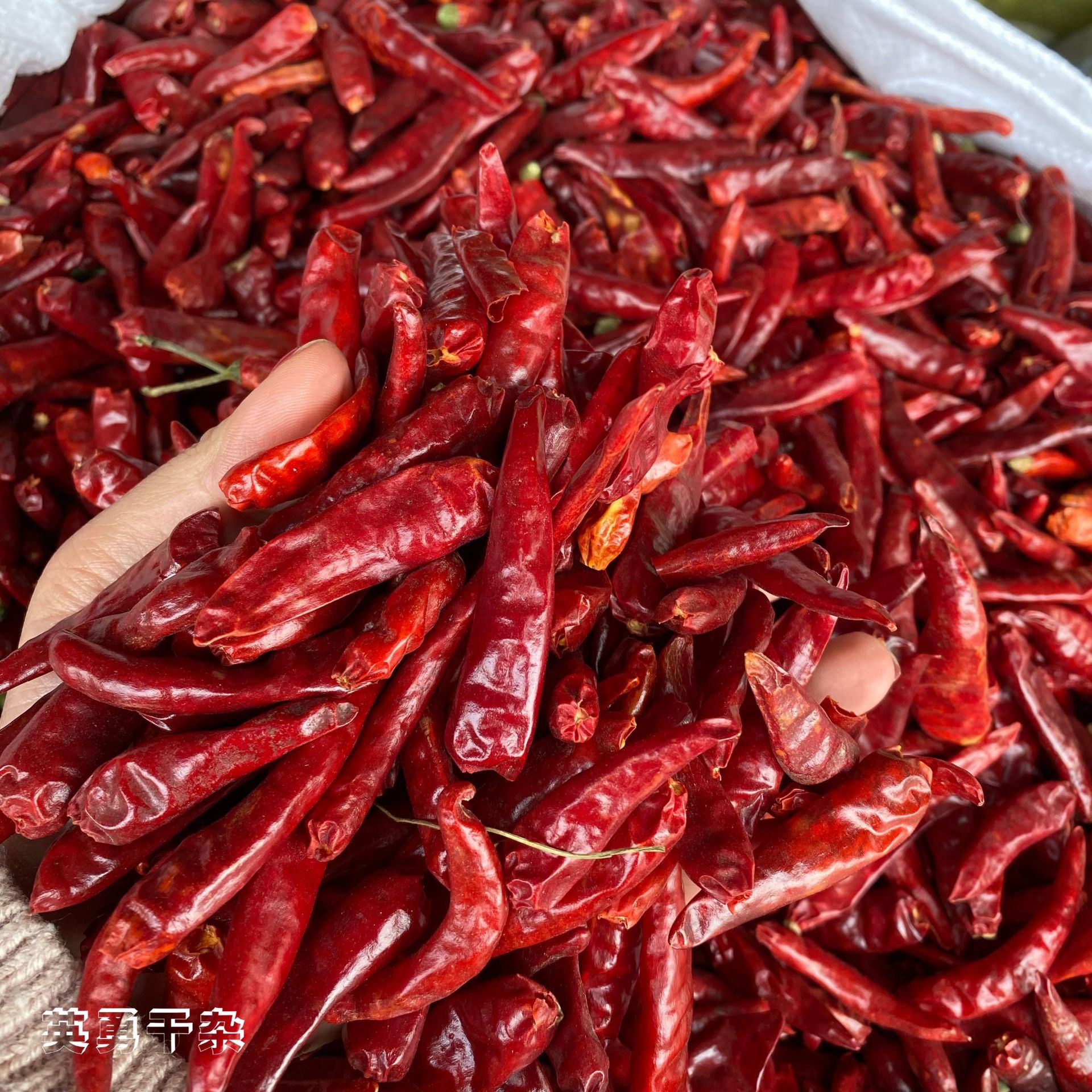 现货供应批发 河南内黄新一代特辣干辣椒 火锅干锅调味料500g