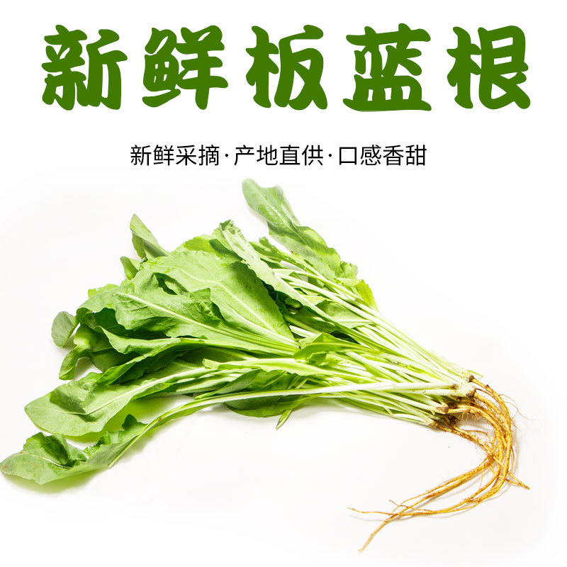 新鲜板蓝根 云南食材 山茅野菜 大蓝根 山蓝 食药同源 批零兼售