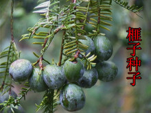 香榧苗木香榧树粗树苗红豆杉苗坚果苗雌雄诸暨榧可实