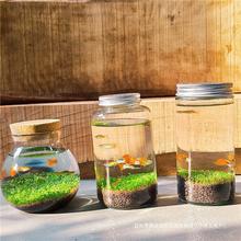微景观生态瓶治愈创意迷你玻璃瓶鱼缸办公室绿植水草种子发芽记录