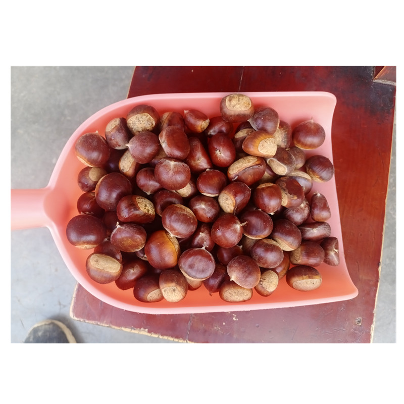 重庆四川城口高山野生小板栗-阿里巴巴