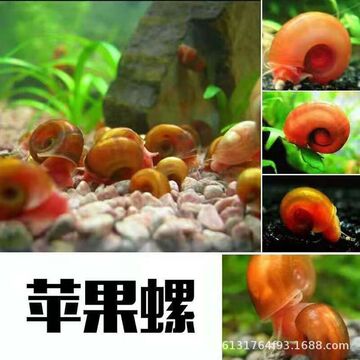 苹果螺观赏螺工具螺水族宠物活体草缸除藻螺活体淡水清洁净化鱼缸