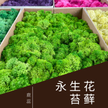 永生花鹿蕊苔藓真花花材家居装饰DIY制作礼盒材料云南厂家批发