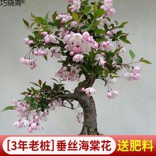 垂丝海棠花盆栽年花好养活室内绿植物鲜花卉盆景开花老桩四季树巧